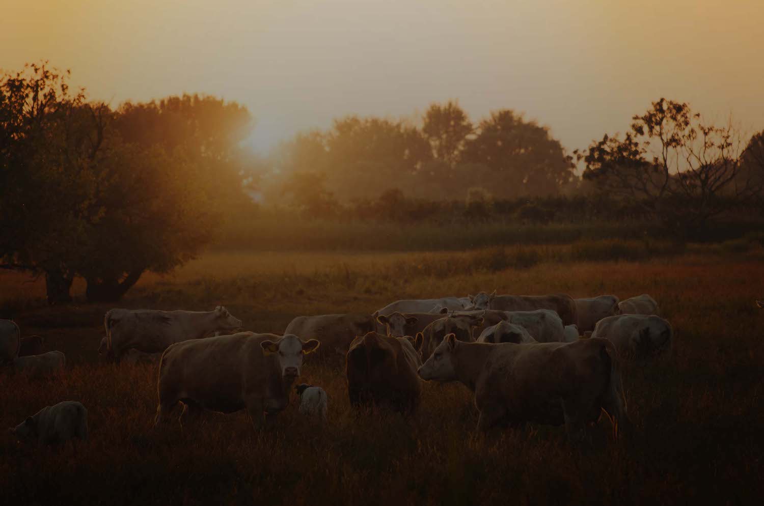 A herd of cows grazes in a grassy field at sunset. The sun is setting behind trees in the distance, casting a warm golden glow over the scene. The landscape appears calm and serene.